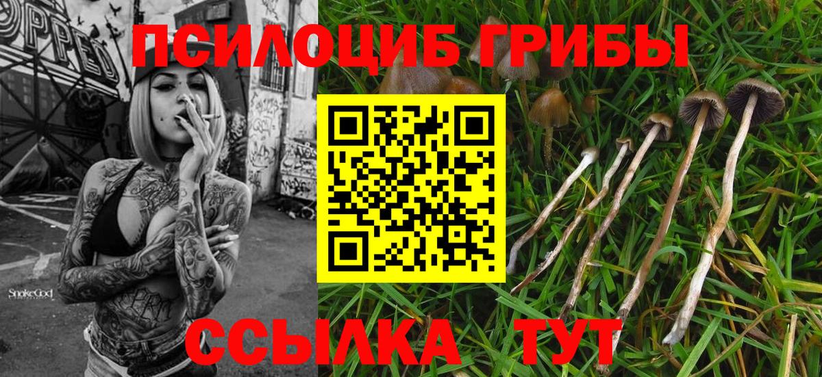 Галлюциногенные грибы Magic Shrooms  Галлюциногенные грибы Psilocybe  Качканар  где купить наркотик  Вход с VPN 